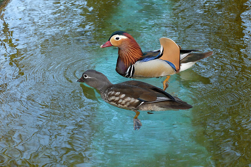 ducks, the turquoise water
